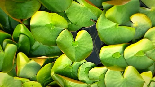 Full frame shot of succulent plant leaves