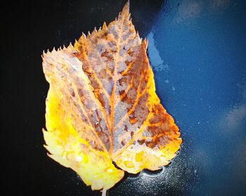 Close-up of dry maple leaf