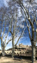 View of bare tree in city