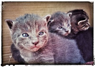 Close-up portrait of cat