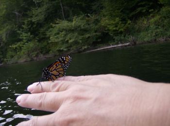 Cropped image of person on tree trunk