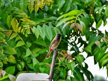 Bird perching on tree
