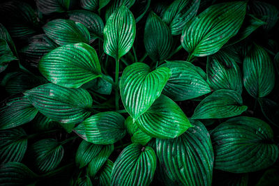 Full frame shot of plants