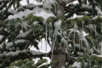 Close-up of frozen trees during winter