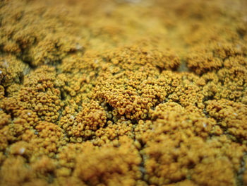 Full frame shot of lichen