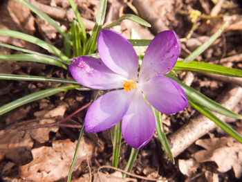 Close-up of purple crocus flowers on field