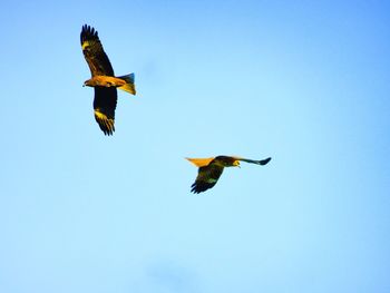 Low angle view of birds flying against clear blue sky