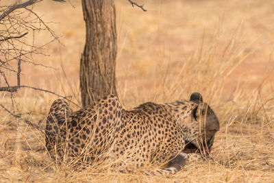 View of a reptile in the ground