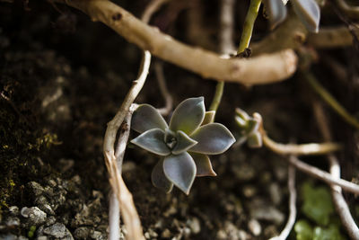 Close-up of flower growing on tree