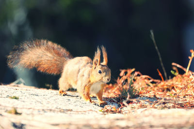 Close-up of squirrel