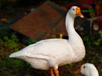 Close-up of white swan on field