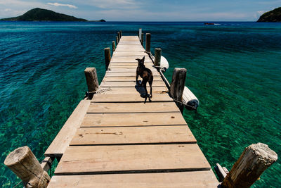 High angle view of dog walking on pier over sea