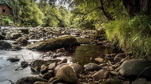 Scenic view of river flowing through rocks in forest
