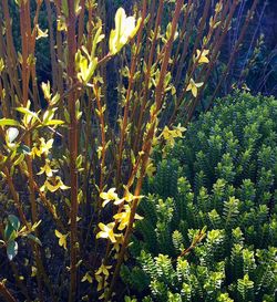 Yellow flowers growing on tree