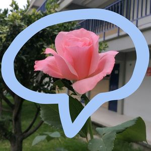 Close-up of pink rose blooming outdoors