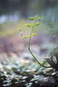 Close-up of fresh plant