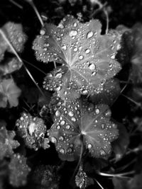 Close-up of water drops on flower