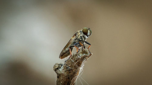 Close-up of housefly