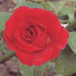 Close-up of red rose