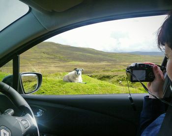 Dog on landscape