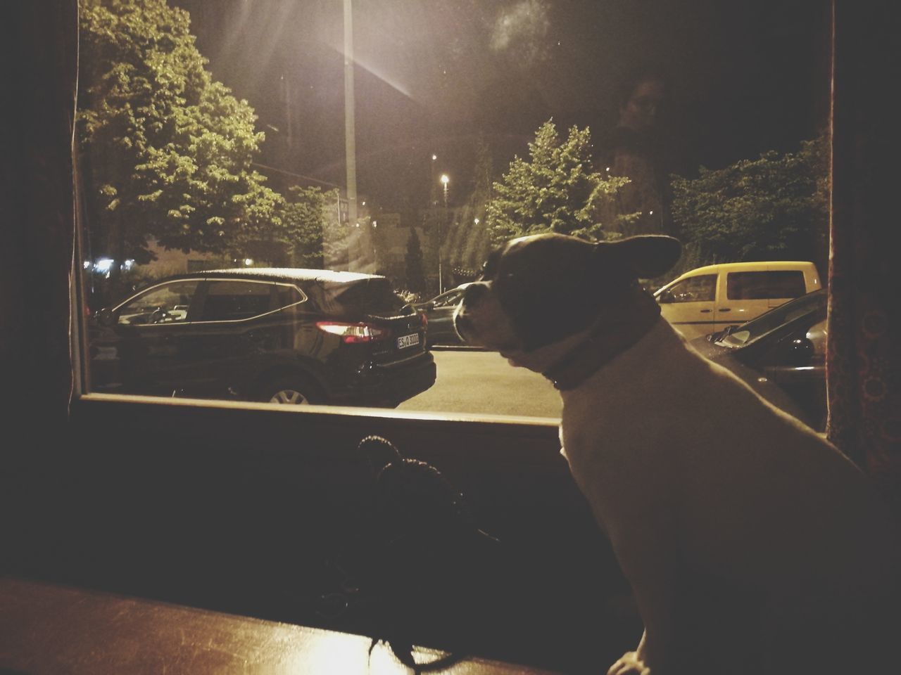 car, dog, transportation, night, mode of transport, land vehicle, pets, illuminated, mammal, domestic animals, human hand, one person, people