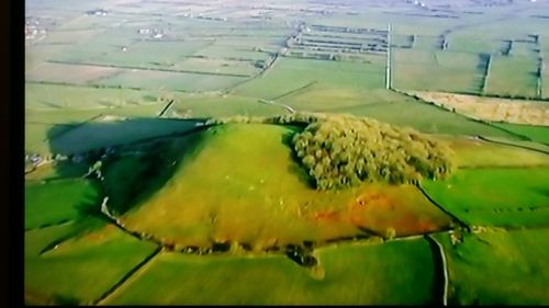 Close-up of turtle in water