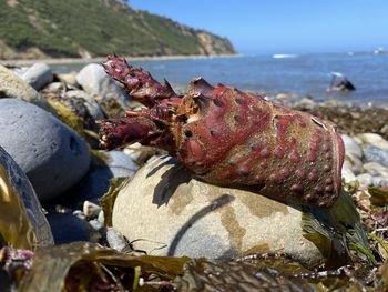 Close-up of shell on rock at beach