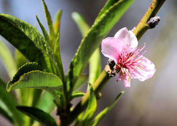 Close-up of bee on flower