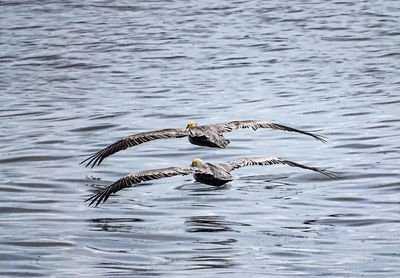 Seagulls flying over lake