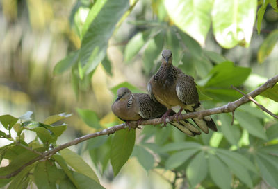 Couple of spotted  dove bird