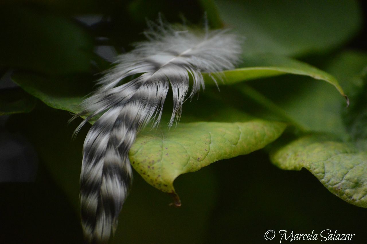 CLOSE-UP OF A BIRD