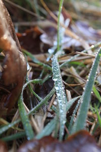 Close-up of lizard on plant