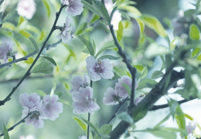 Close-up of flowering plant