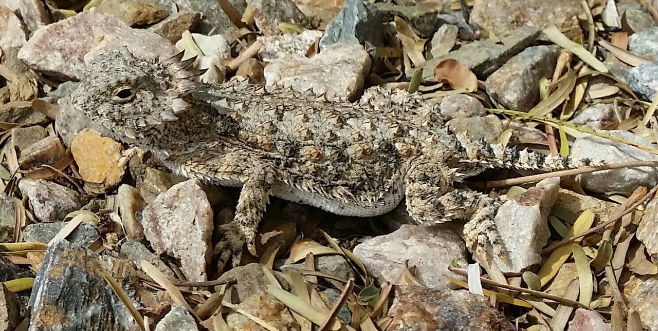 Horny Toad