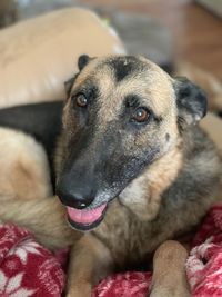 Close-up portrait of dog