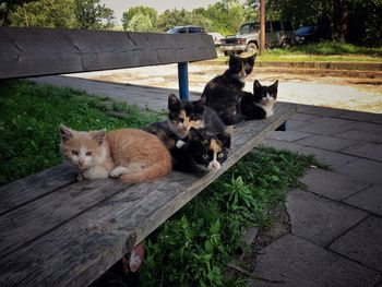 Kittens sitting on bench at park