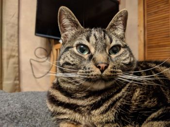 Close-up portrait of cat sitting at home