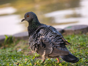 Close-up side view of a bird on grass
