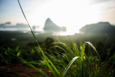 Close-up of grass against sky