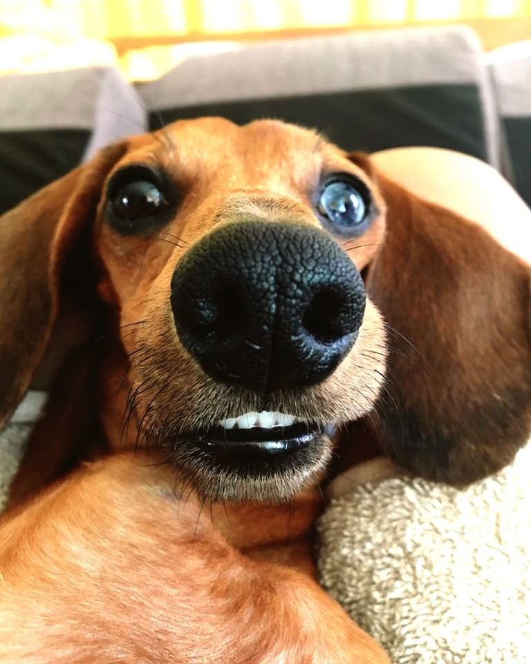 dog, pets, looking at camera, domestic animals, one animal, portrait, animal themes, close-up, mammal, indoors, no people, day