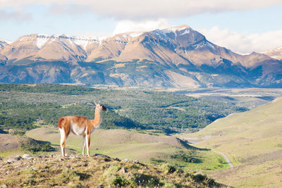 Horse standing on landscape against mountain range