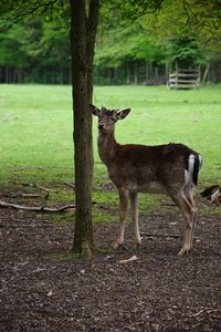 Deer in a field