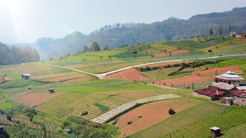 Scenic view of agricultural field