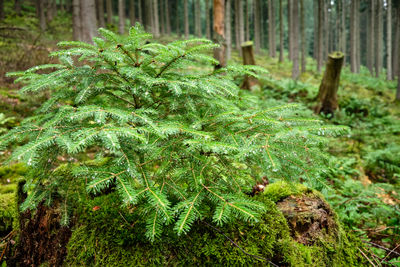 Close-up of pine tree in forest