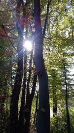 Sun shining through trees