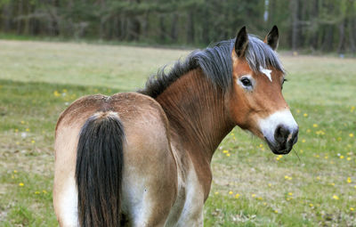 Close-up of a horse on field