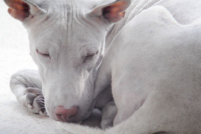 Close-up of a dog sleeping