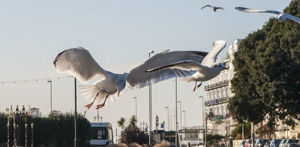 Low angle view of seagulls flying against clear sky