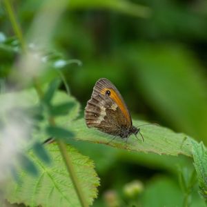 Close-up of butterfly on leaf