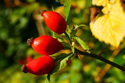 Close-up of red berries growing on tree